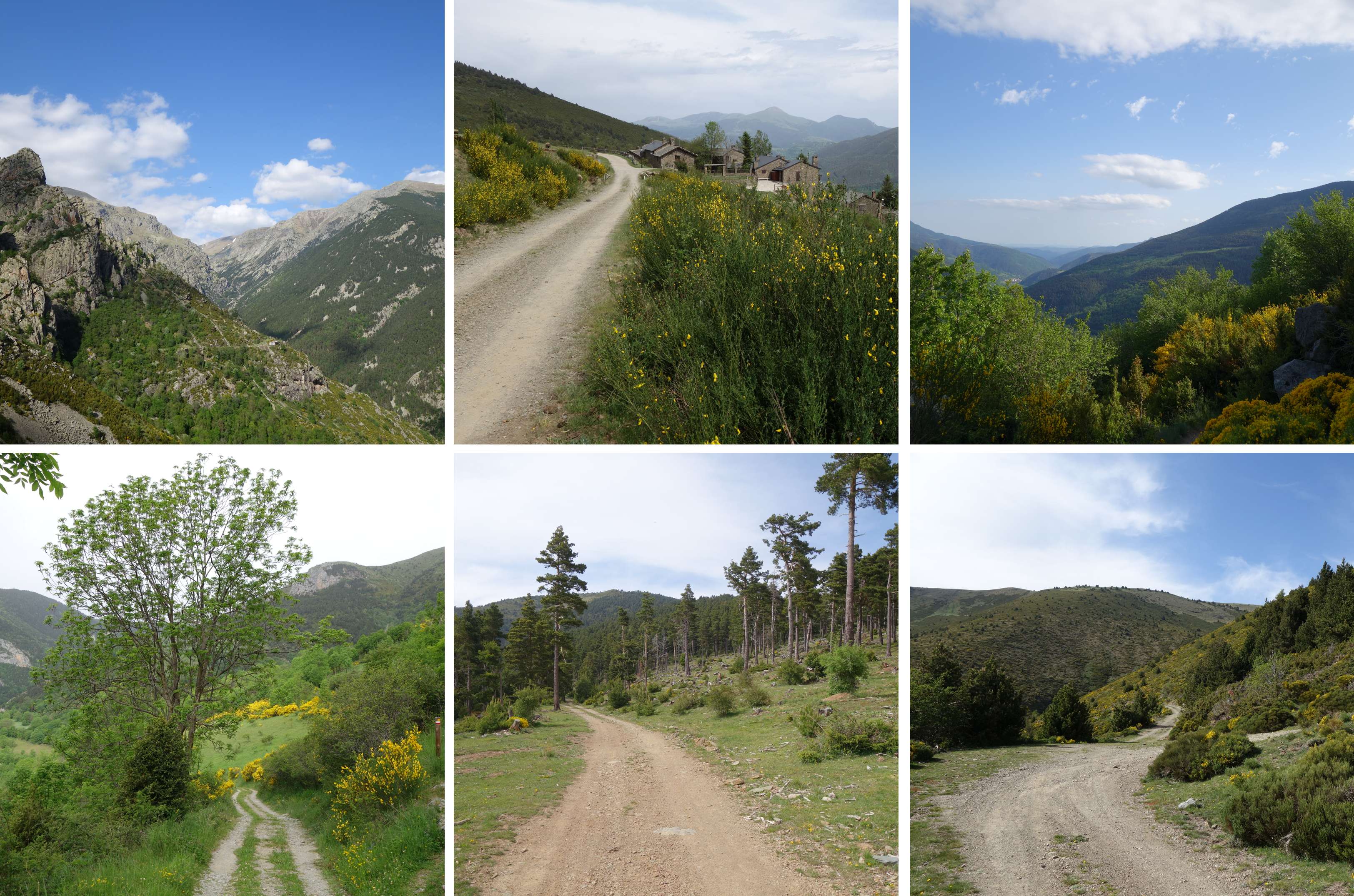 day10_Transpirenaica