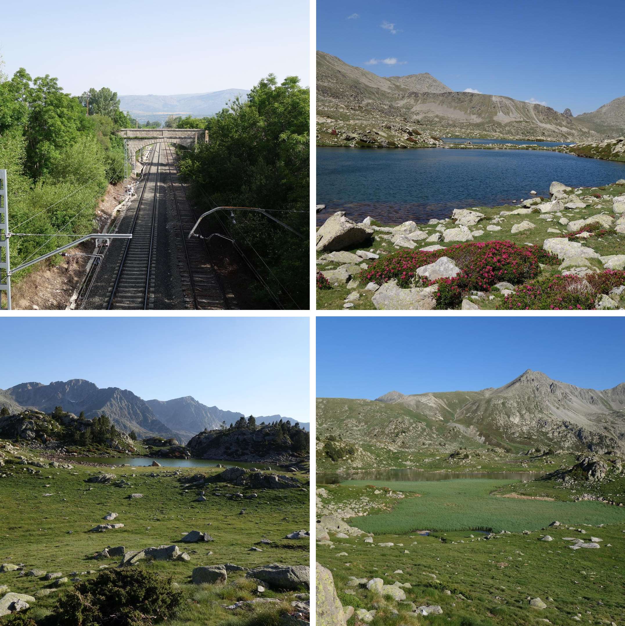 day11_Transpirenaica